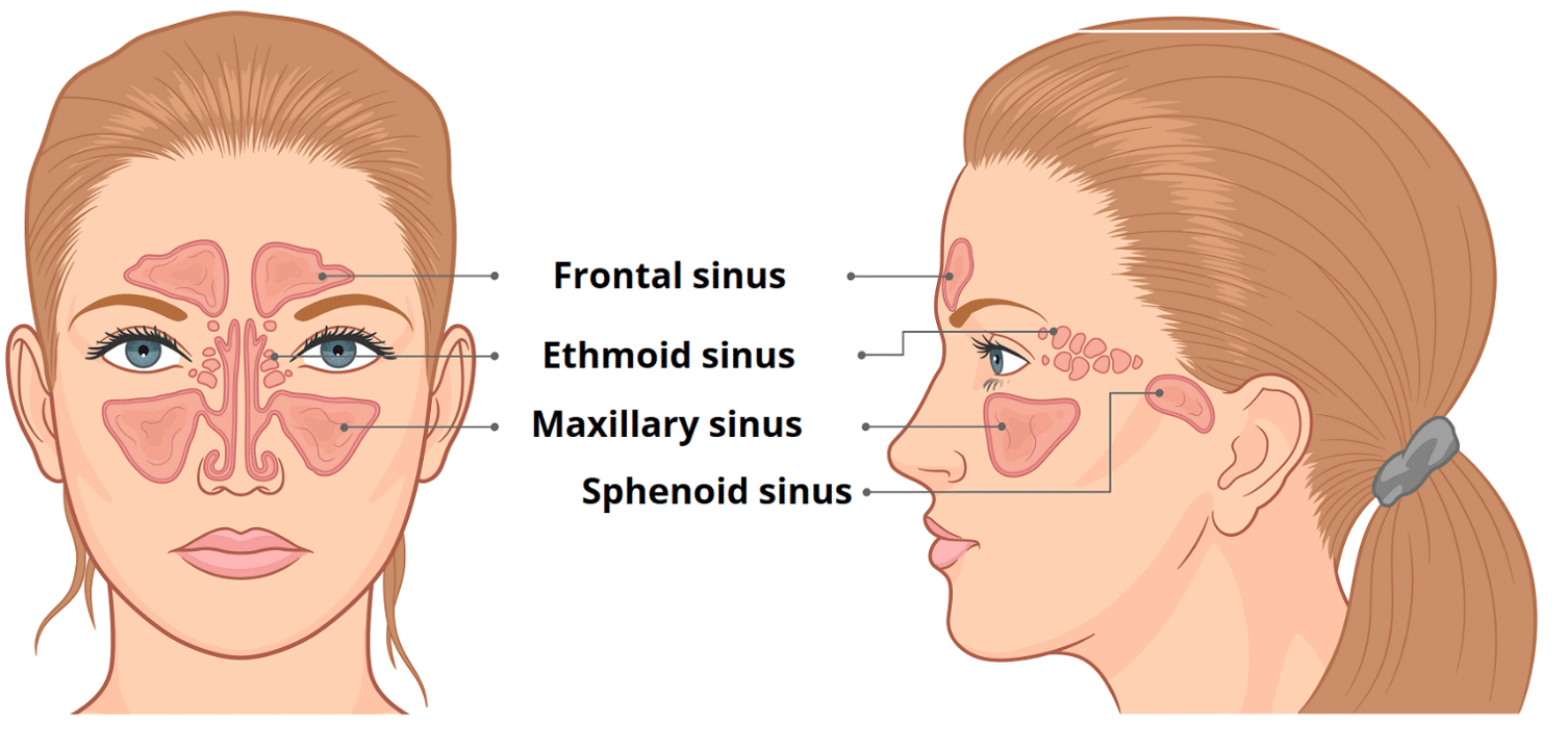 Image of sinus channels for massage